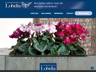 LOBELIA BLOEMENHUIS